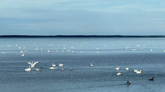 Tundra Swans flock to the Currituck Sound in Duck NC.